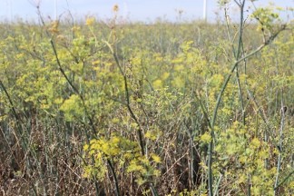Fenchel