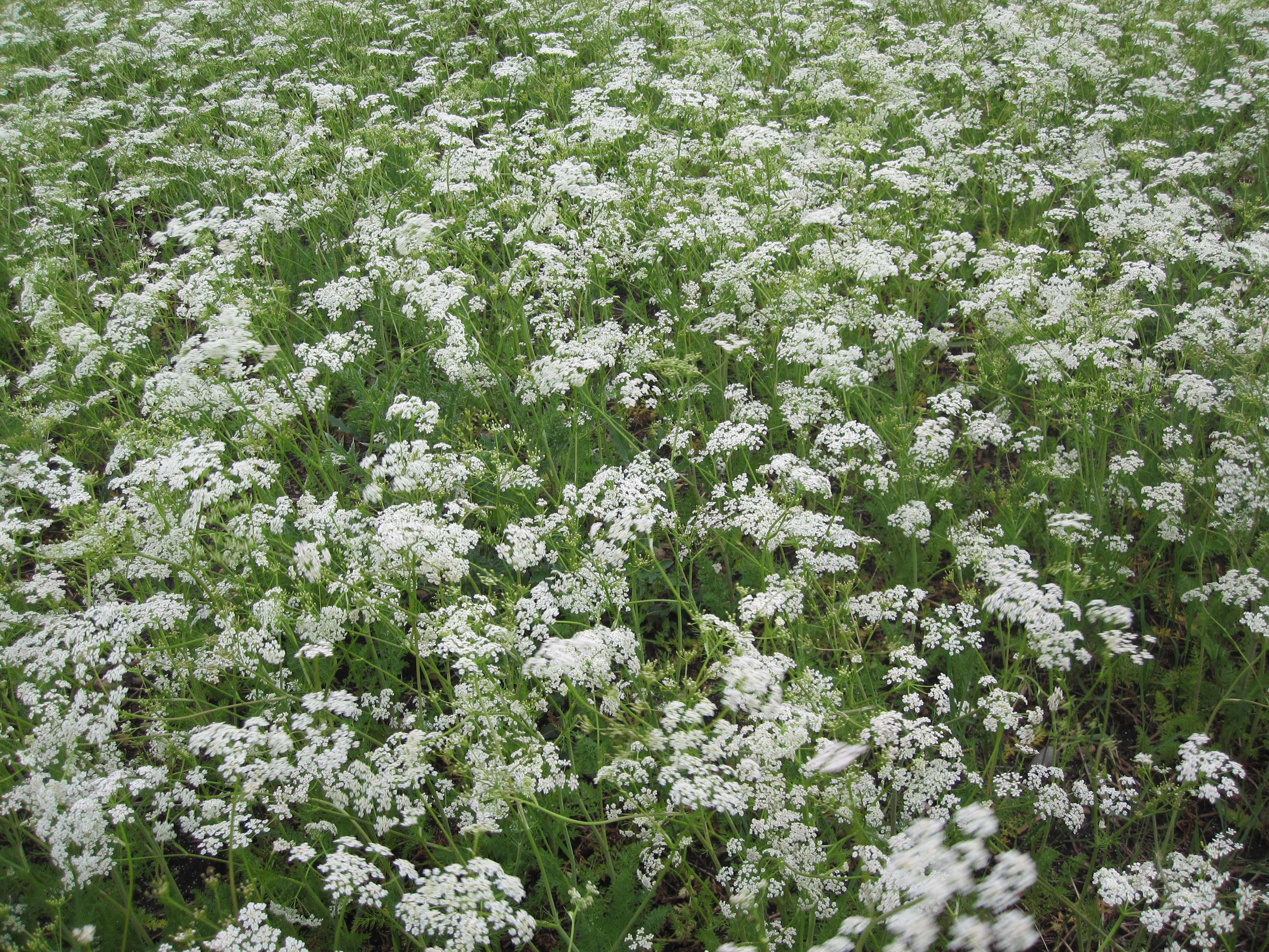 Kümmel